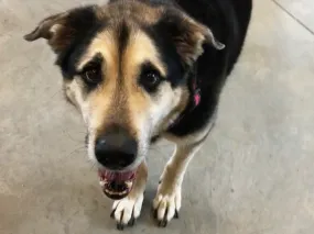 A day of care for an animal in West Kootenay