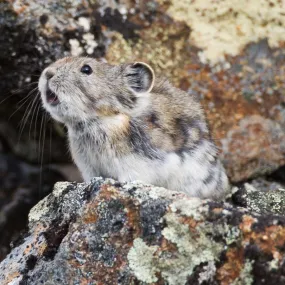 Collared pika