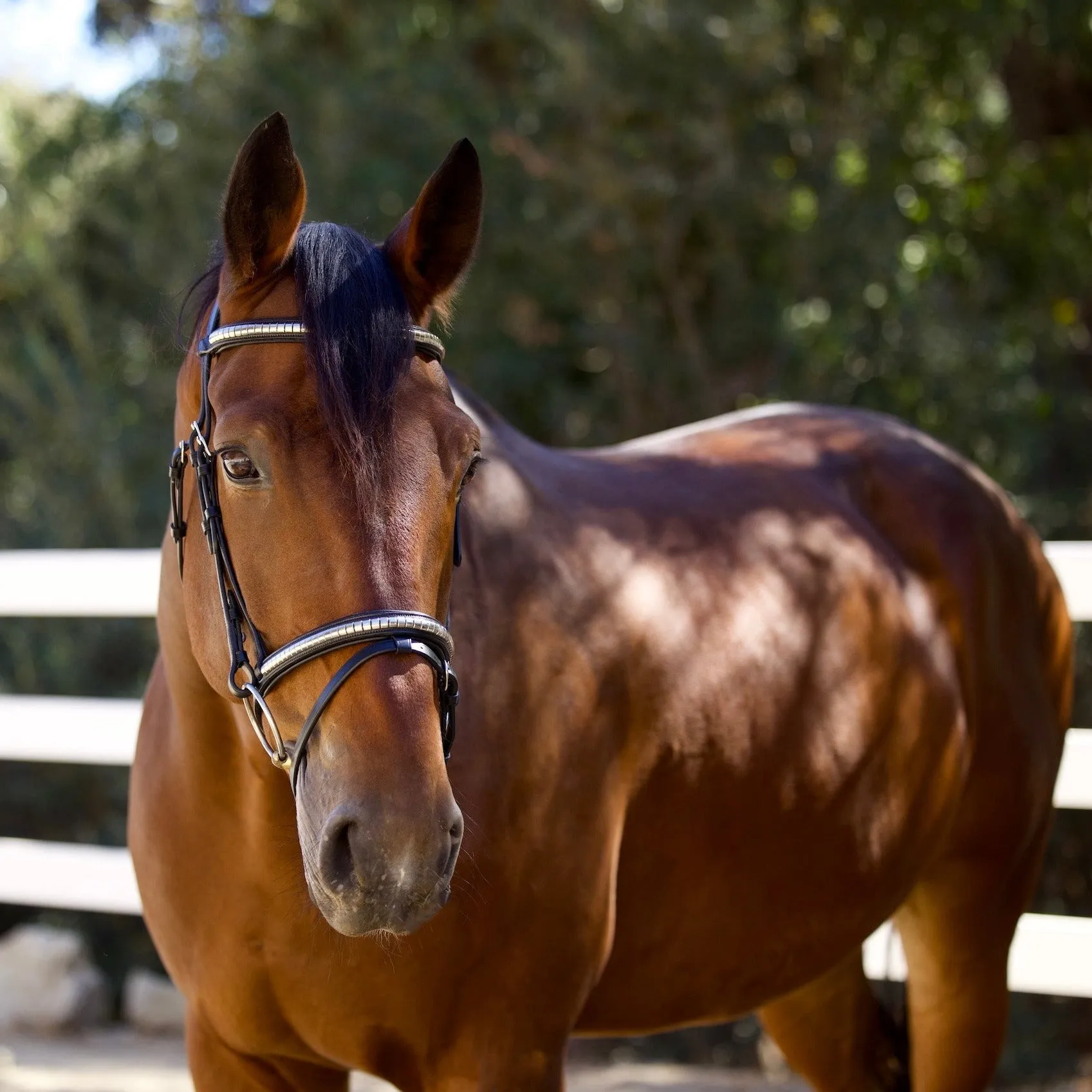 Galway Bridle - Wide Silver Clincher Jumper Bridle